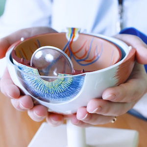 Alcon Eye Anatomy